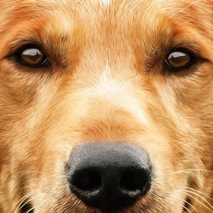 A Dog's Purpose photo 19