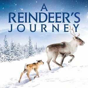 "A Reindeer&#39;s Journey photo 18"