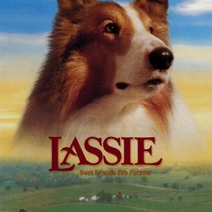 Lassie photo 3