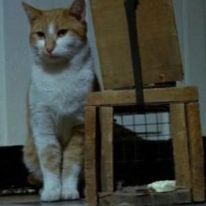 The Uncanny (1977) photo 6