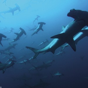 Hammerhead sharks in DEEP BLUE. Courtesy Miramax Films. photo 18