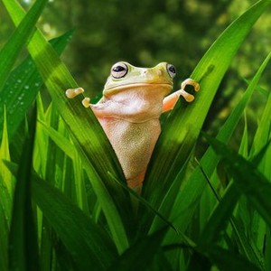 Tiny World