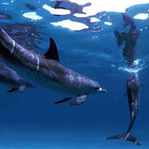 Though it varies with each dolphin species, these Atlantic spotted dolphins can stay underwater for up to eight minutes before surfacing to breathe. photo 4