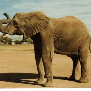One Lucky Elephant photo 8