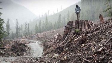 If a Tree Falls: A Story of the Earth Liberation Front | Rotten