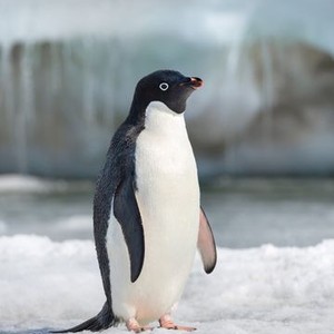 Penguins (2019) photo 13