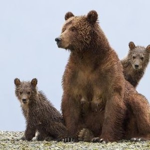 Bears photo 10