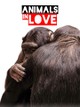 Animals in Love