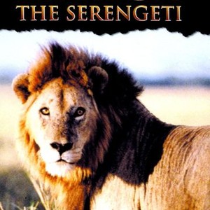 Africa: The Serengeti photo 6