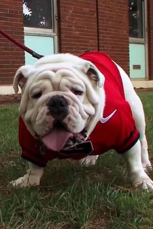 Dogs 101 english bulldog sales