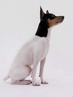 Toy fox sales terrier dogs 101