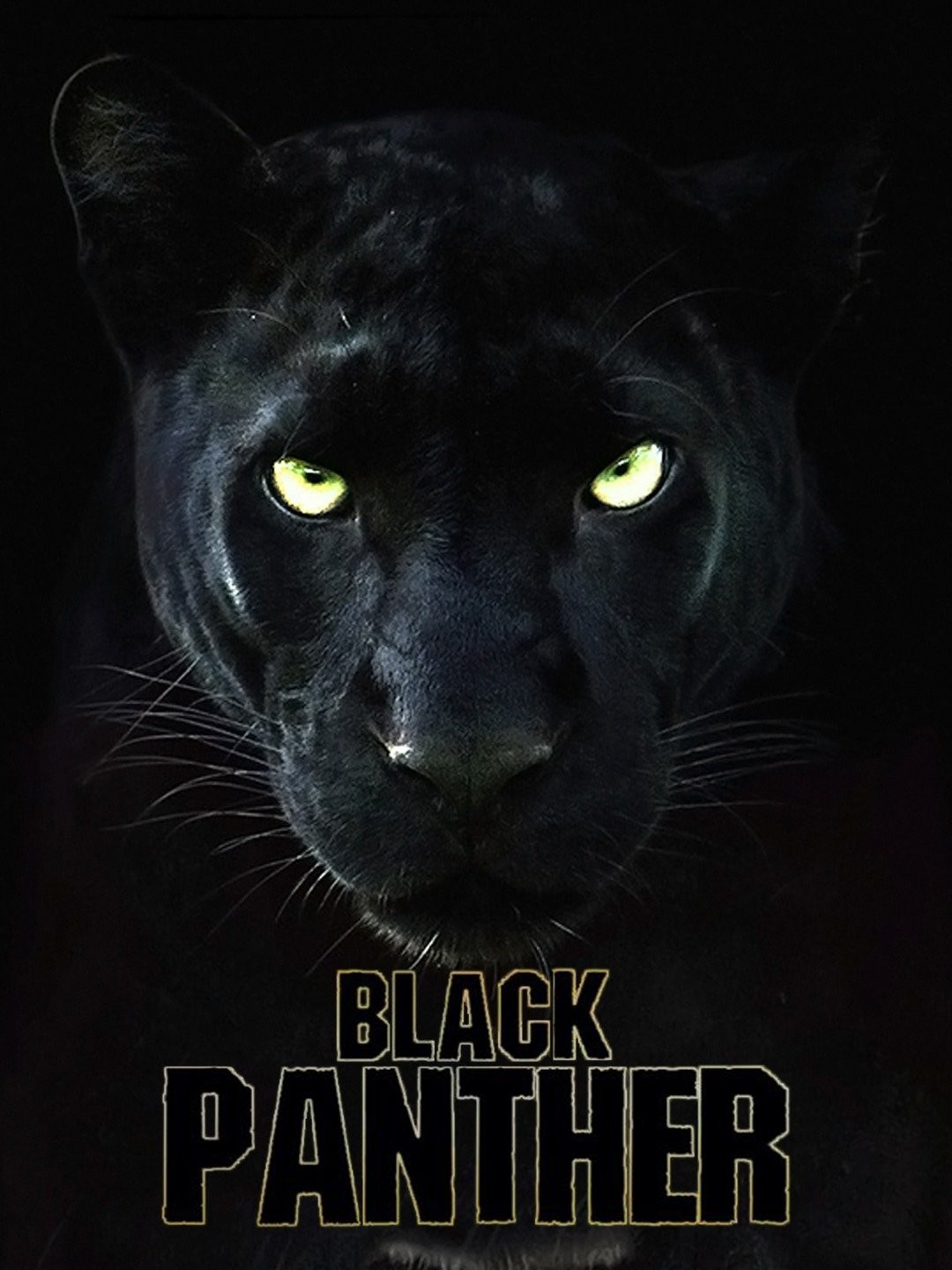 The Real Black Panther