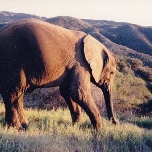 One Lucky Elephant photo 10