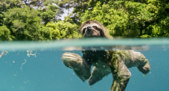Planet Earth: One Amazing Day | Rotten Tomatoes