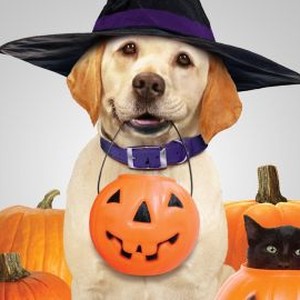 The Dog Who Saved Halloween - Rotten Tomatoes