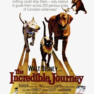 The Incredible Journey (1963) photo 17