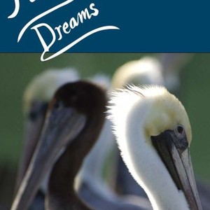 Pelican Dreams (2014) photo 5