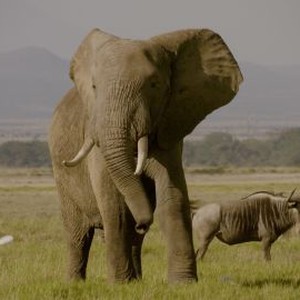 The Ivory Game photo 5