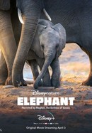 Disneynature: Elephant poster image