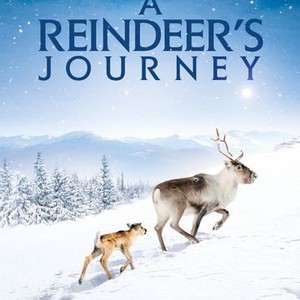 "A Reindeer&#39;s Journey photo 19"
