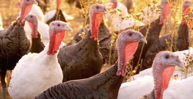 Eating Animals - Rotten Tomatoes Eating Animals - Rotten Tomatoes