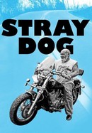 Stray Dog poster image