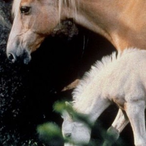 The Silver Brumby (1993) photo 12
