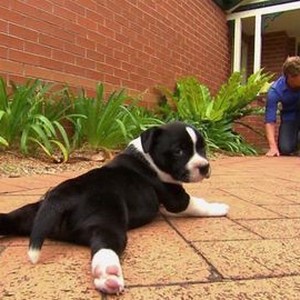 Dr. Chris: Pet Vet