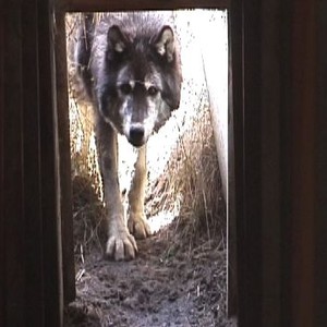 True Wolf photo 1