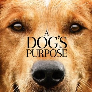 A Dog's Purpose photo 13