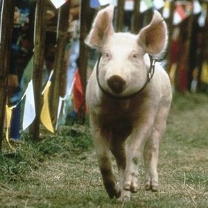Rudy, the Racing Pig (1994) photo 3