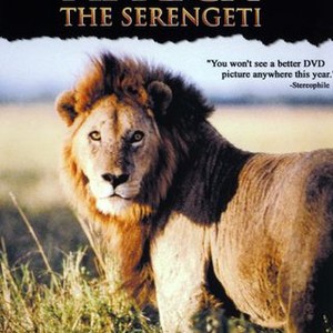 Africa: The Serengeti (1994) photo 11