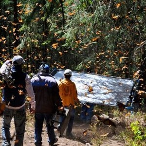 Flight of the Butterflies photo 8