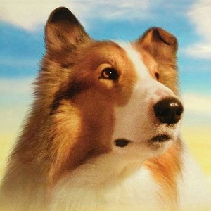 Lassie photo 9