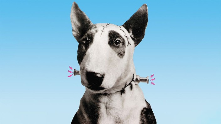 ❤️ファーネル❤️ディンキー　Farnell Dinkie Dog クオレプレストン ❤️ファーネル❤️ディンキー Farnell Dinkie Dog クオレ