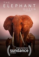 The Elephant Queen poster image