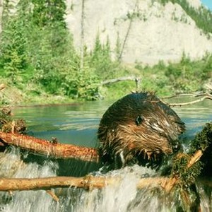 Beavers (1988) photo 9