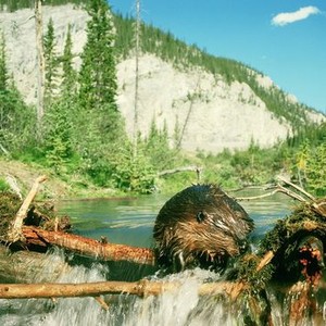 Beavers (1988) photo 6