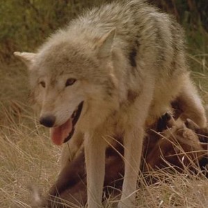 Wolves (1999) photo 5