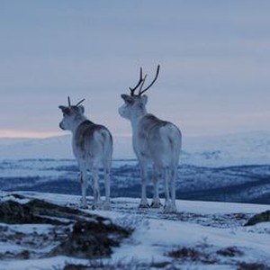 "A Reindeer&#39;s Journey photo 13"