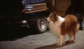 Lassie: Official Clip - Can We Keep Her? photo 7