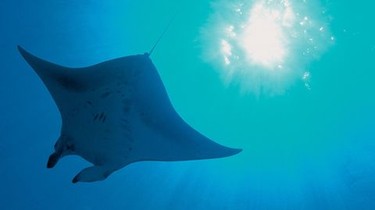 Home Blue Planet - Blue Planet