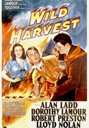Wild Harvest poster image