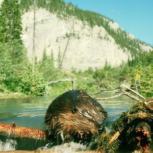 Beavers (1988) photo 7