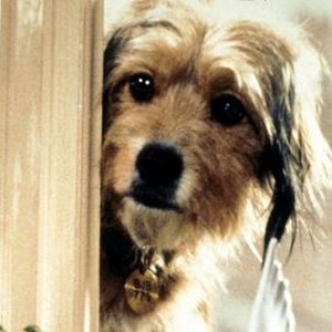 Benji (1974) photo 12