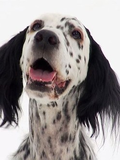 Dogs 101 Season 4 Episode 2 Rotten Tomatoes