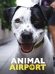 Animal Airport