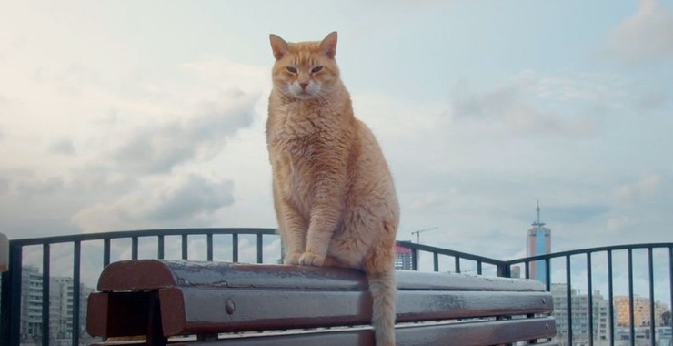 Cats of Malta - Rotten Tomatoes