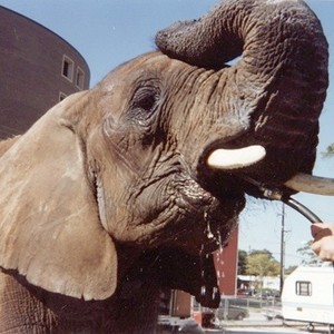 One Lucky Elephant photo 9