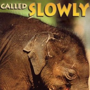 An Elephant Called Slowly - Rotten Tomatoes